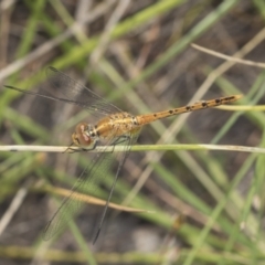 Diplacodes bipunctata at Holt, ACT - 16 Feb 2022