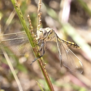 Orthetrum caledonicum at Coree, ACT - 16 Feb 2022