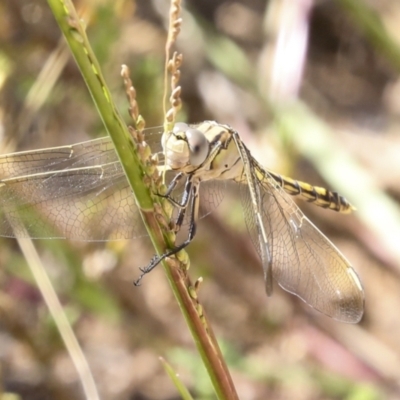 Orthetrum caledonicum (Blue Skimmer) at Ginninderry Conservation Corridor - 16 Feb 2022 by AlisonMilton