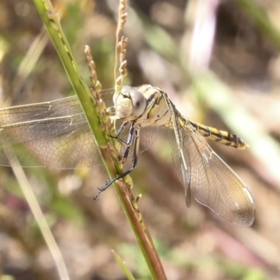 Orthetrum caledonicum (Blue Skimmer) at Coree, ACT - 16 Feb 2022 by AlisonMilton