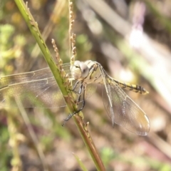 Orthetrum caledonicum at Coree, ACT - 16 Feb 2022