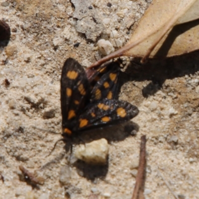 Asura cervicalis (Spotted Lichen Moth) at Moruya, NSW - 17 Feb 2022 by LisaH