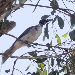 Philemon corniculatus at Holt, ACT - 16 Feb 2022