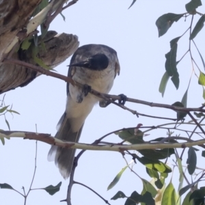 Philemon corniculatus at Holt, ACT - 16 Feb 2022