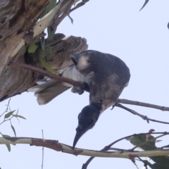 Philemon corniculatus at Holt, ACT - 16 Feb 2022