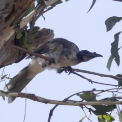 Philemon corniculatus at Holt, ACT - 16 Feb 2022