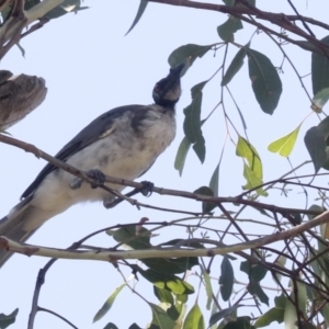 Philemon corniculatus at Holt, ACT - 16 Feb 2022