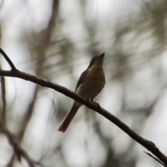 Myiagra rubecula (Leaden Flycatcher) at Moruya, NSW - 17 Feb 2022 by LisaH