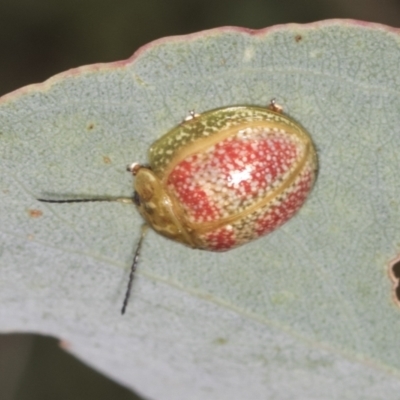 Paropsisterna fastidiosa (Eucalyptus leaf beetle) at Coree, ACT - 15 Feb 2022 by AlisonMilton