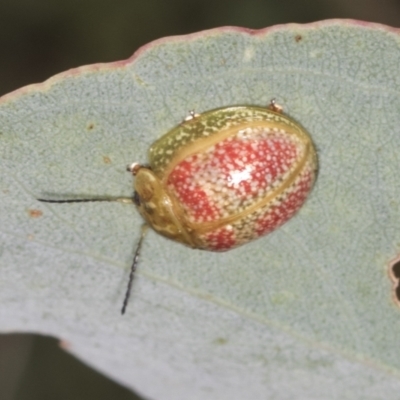 Paropsisterna fastidiosa (Eucalyptus leaf beetle) at Coree, ACT - 16 Feb 2022 by AlisonMilton