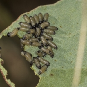 Paropsisterna fastidiosa at Coree, ACT - 16 Feb 2022