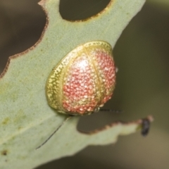 Paropsisterna fastidiosa at Coree, ACT - 16 Feb 2022