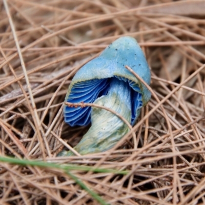 Entoloma virescens (Sky-blue Pinkgill) by LisaH