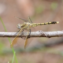 Orthetrum caledonicum (Blue Skimmer) at Moruya, NSW - 17 Feb 2022 by LisaH