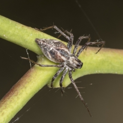 Oxyopes (genus) (Lynx spider) at Holt, ACT - 16 Feb 2022 by AlisonMilton