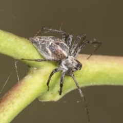 Oxyopes sp. (genus) at Holt, ACT - 16 Feb 2022 10:21 AM