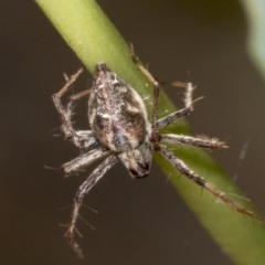 Oxyopes sp. (genus) at Holt, ACT - 16 Feb 2022 10:21 AM