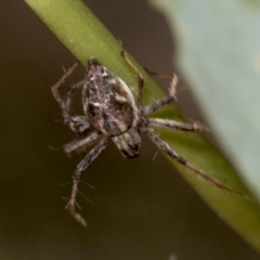 Oxyopes sp. (genus) at Holt, ACT - 16 Feb 2022