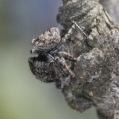 Servaea villosa (Shaggy-velvet Servaea) at Holt, ACT - 15 Feb 2022 by AlisonMilton