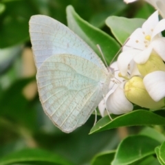 Catopsilia pyranthe (White migrant) at Moruya, NSW - 17 Feb 2022 by LisaH