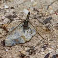 Orthetrum caledonicum (Blue Skimmer) at Moruya, NSW - 17 Feb 2022 by LisaH