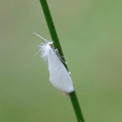 Tipanaea patulella (The White Crambid moth) at Moruya, NSW - 17 Feb 2022 by LisaH