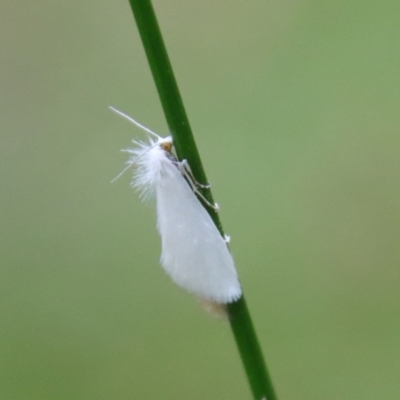 Tipanaea patulella (The White Crambid moth) at Moruya, NSW - 17 Feb 2022 by LisaH