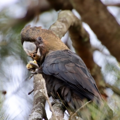 Calyptorhynchus lathami lathami (Glossy Black-Cockatoo) at Moruya, NSW - 17 Feb 2022 by LisaH