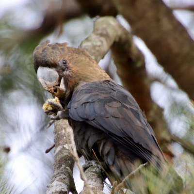 Calyptorhynchus lathami (Glossy Black-Cockatoo) at Moruya, NSW - 16 Feb 2022 by LisaH