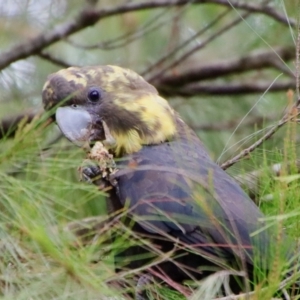 Calyptorhynchus lathami lathami at Moruya, NSW - suppressed