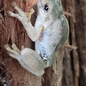 Litoria peronii at Cook, ACT - 15 Feb 2022