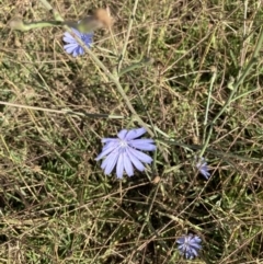 Cichorium intybus (Chicory) at Molonglo Valley, ACT - 18 Feb 2022 by Jenny54