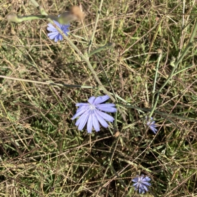 Cichorium intybus (Chicory) at Molonglo Valley, ACT - 18 Feb 2022 by Jenny54