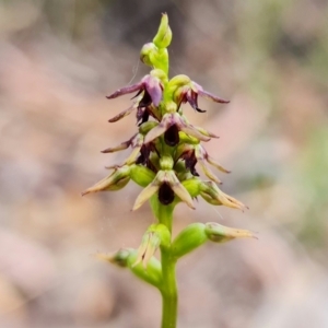 Corunastylis clivicola at Point 5515 - suppressed