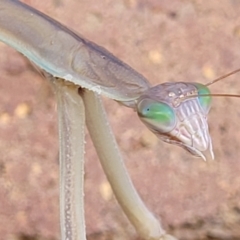 Tenodera australasiae (Purple-winged mantid) at Lyneham, ACT - 18 Feb 2022 by trevorpreston