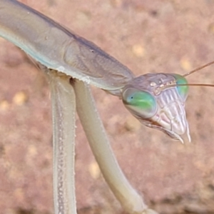 Tenodera australasiae at Lyneham, ACT - 18 Feb 2022 09:45 AM