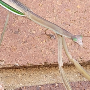 Tenodera australasiae at Lyneham, ACT - 18 Feb 2022 09:45 AM