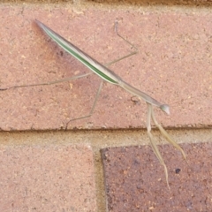 Tenodera australasiae at Lyneham, ACT - 18 Feb 2022 09:45 AM