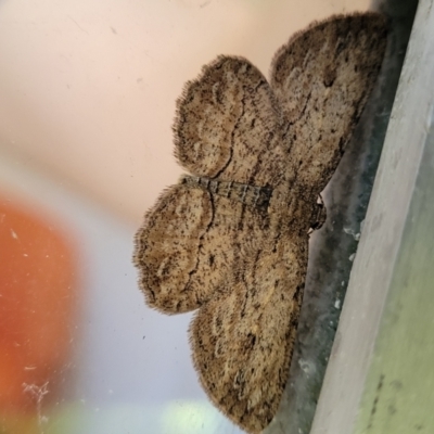 Ectropis excursaria (Common Bark Moth) at Lyneham, ACT - 18 Feb 2022 by trevorpreston