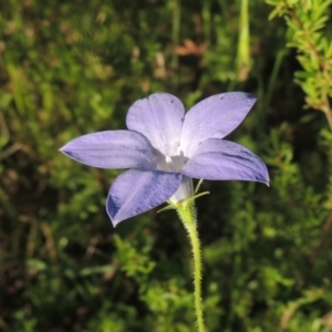 Wahlenbergia stricta subsp. stricta at Tennent, ACT - 9 Nov 2021