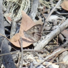 Geitoneura klugii (Marbled Xenica) at Molonglo Valley, ACT - 17 Feb 2022 by KMcCue