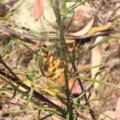 Asura lydia (Lydia Lichen Moth) at Denman Prospect 2 Estate Deferred Area (Block 12) - 18 Feb 2022 by KMcCue