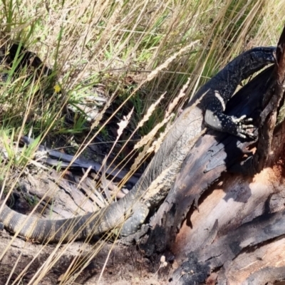 Varanus rosenbergi (Heath or Rosenberg's Monitor) at Rendezvous Creek, ACT - 12 Feb 2022 by KMcCue