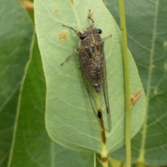 Galanga labeculata (Double-spotted cicada) at Ainslie, ACT - 17 Feb 2022 by SteveBorkowskis