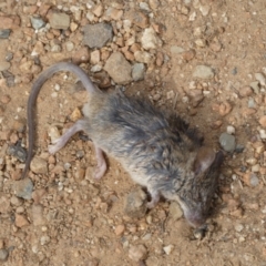 Mus musculus (House Mouse) at Mount Ainslie - 16 Feb 2022 by Steve_Bok