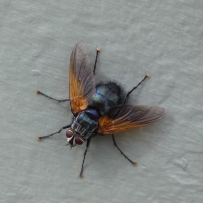 Chetogaster violacea/viridis (complex) (Bristle Fly) at Ainslie, ACT - 17 Feb 2022 by Steve_Bok