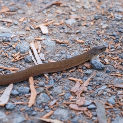 Pygopus lepidopodus (Common Scaly-foot) at Bundanoon, NSW - 18 Feb 2022 by Boobook38