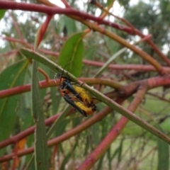 Chauliognathus tricolor (Tricolor soldier beetle) at Molonglo Valley, ACT - 17 Feb 2022 by AndyRussell