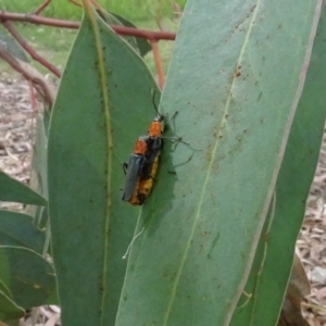 Chauliognathus tricolor at Molonglo Valley, ACT - 17 Feb 2022 09:41 AM