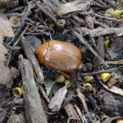 Anoplognathus sp. (genus) (Unidentified Christmas beetle) at Molonglo Valley, ACT - 17 Feb 2022 by AndyRussell